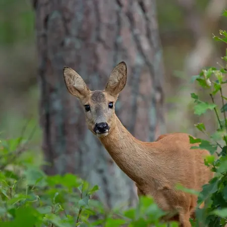 Genieten Op De Veluwe Rust En