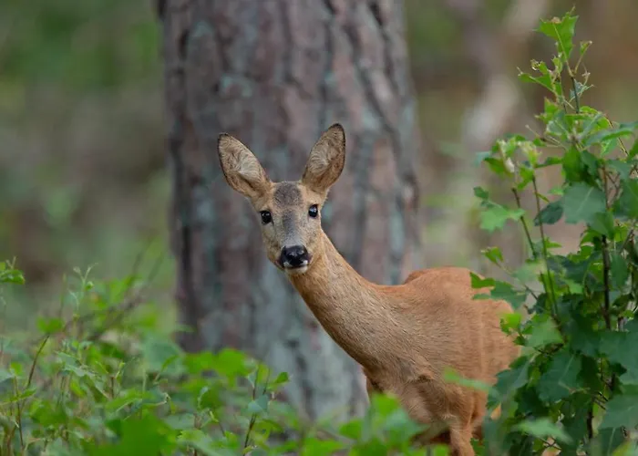 Genieten Op De Veluwe Rust En